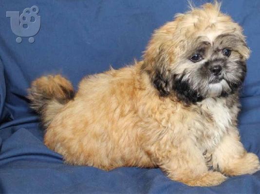 PoulaTo: Ανδρικά και θηλυκά κουτάβια Shih tzu